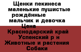 Щенки пекинеса , маленькие пушистые рождённые 21.07.18  мальчик и девочка › Цена ­ 1 000 - Краснодарский край, Успенский р-н Животные и растения » Собаки   